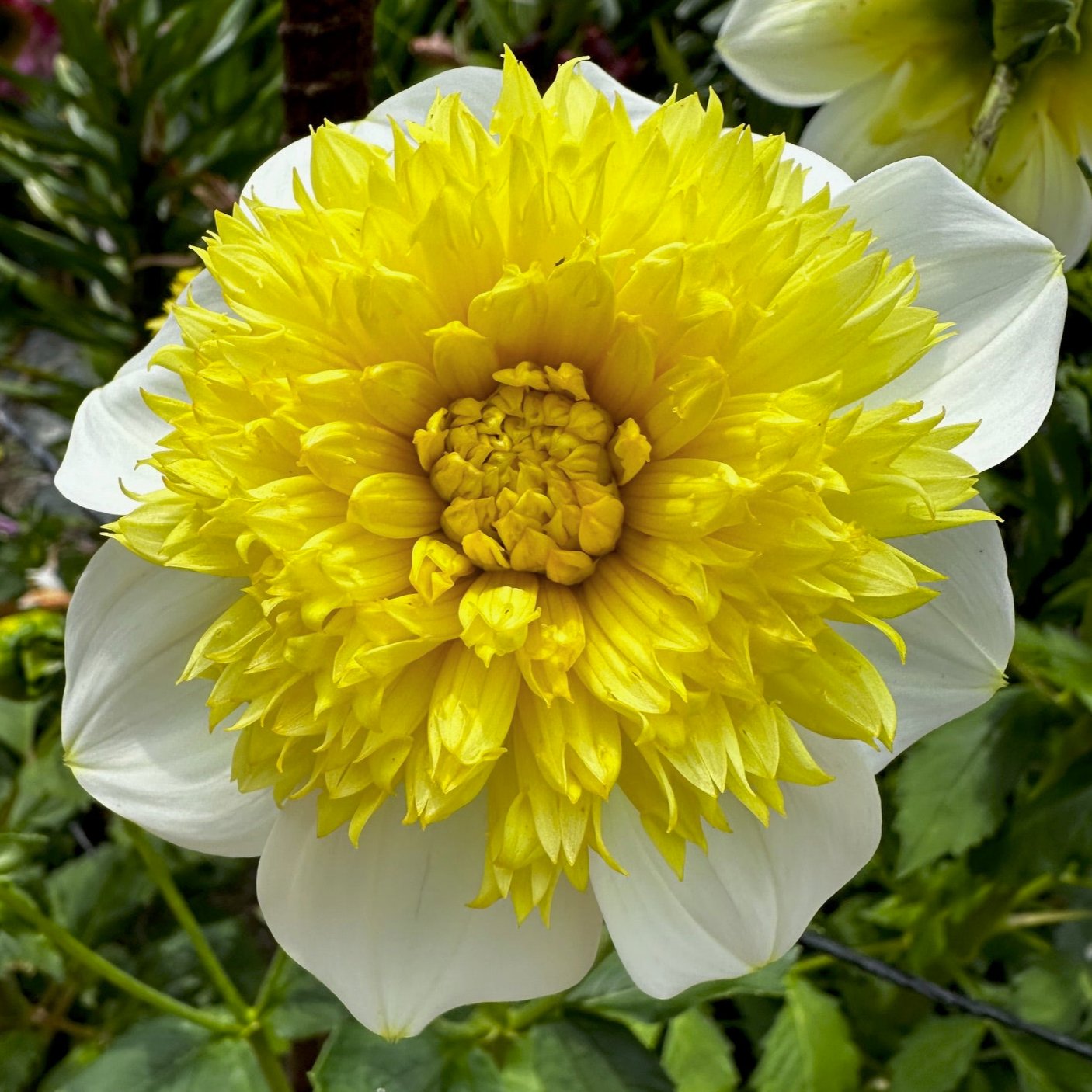 Dahlia 'Sandia Summertime'