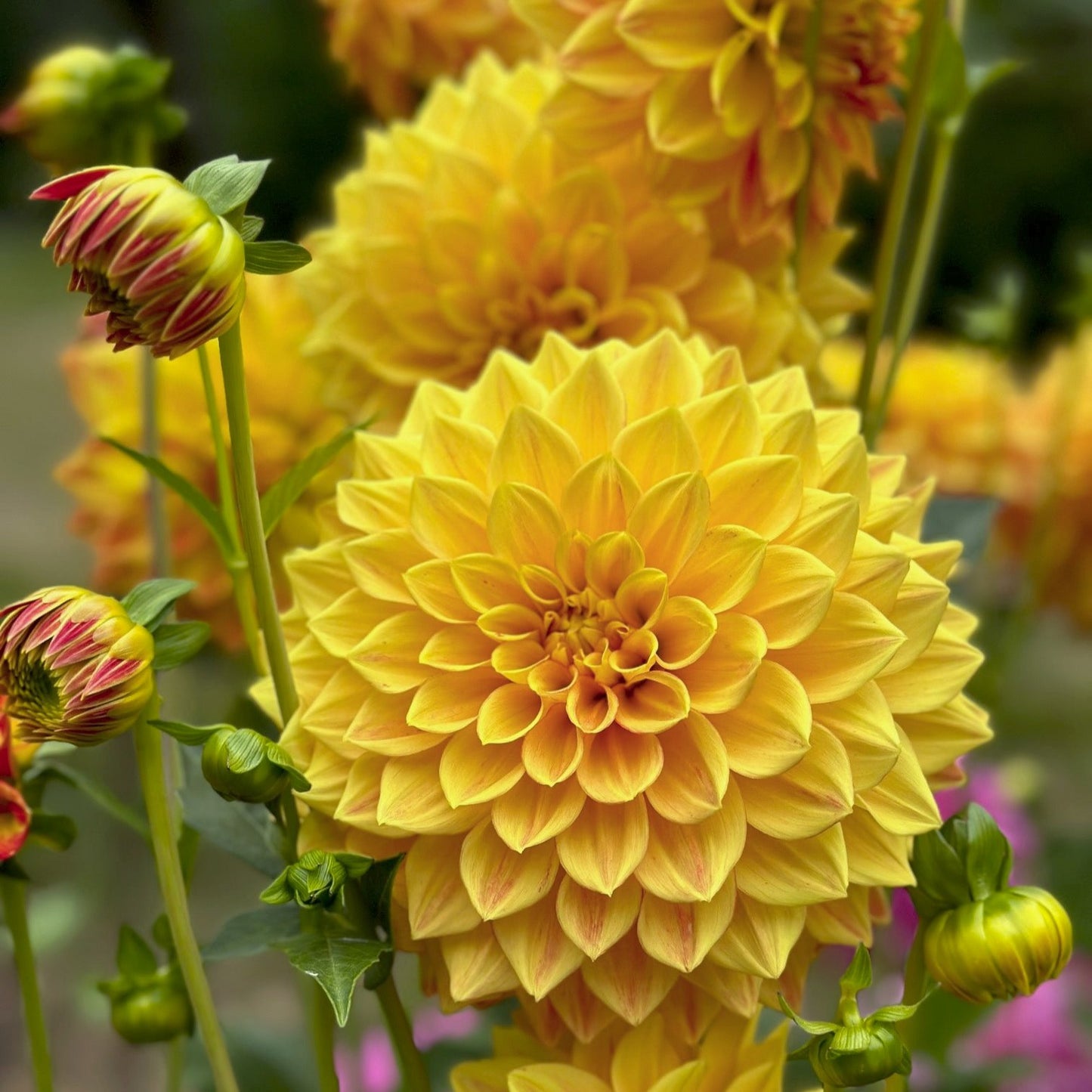 Dahlia 'Striped Vulcan'