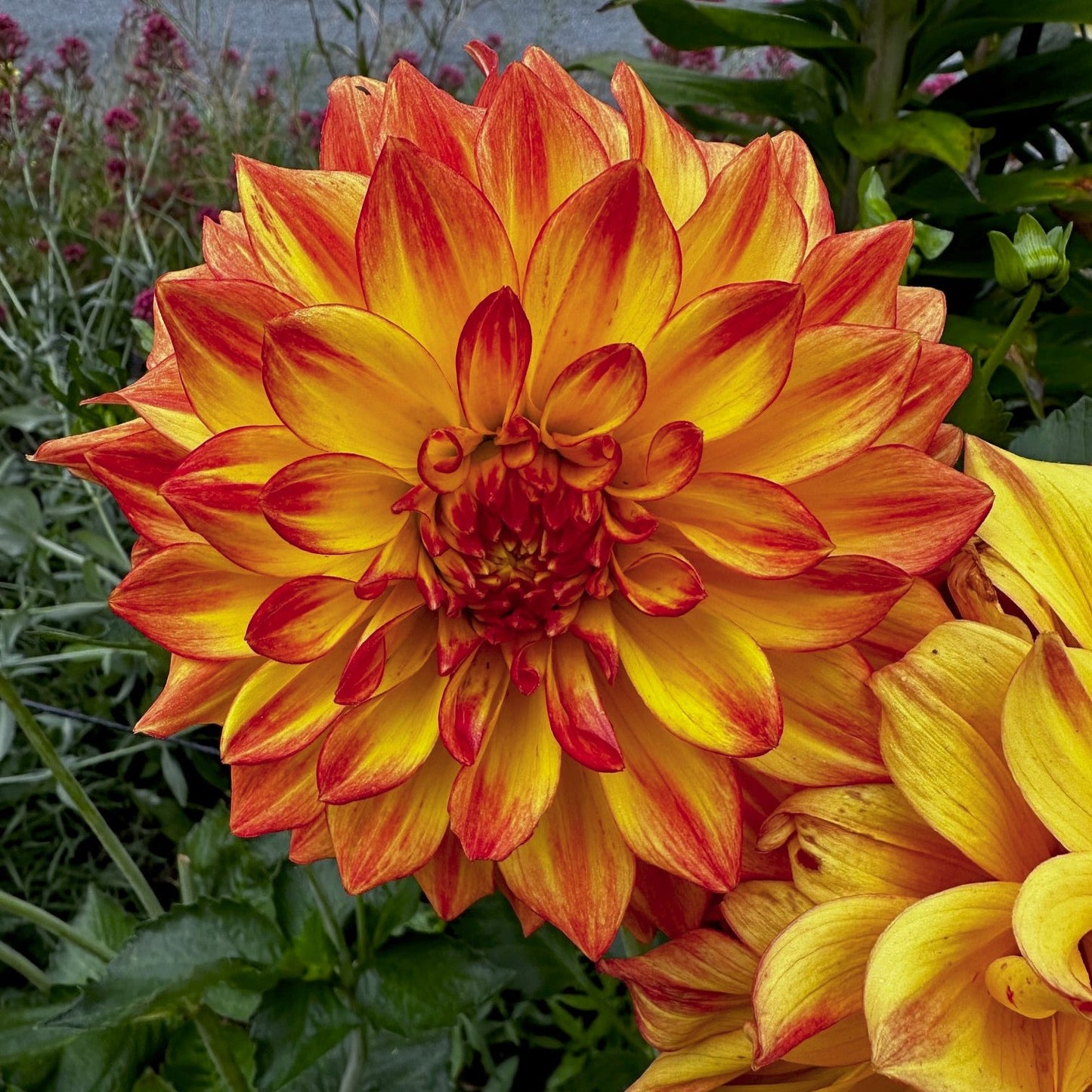 Dahlia 'Striped Vulcan'