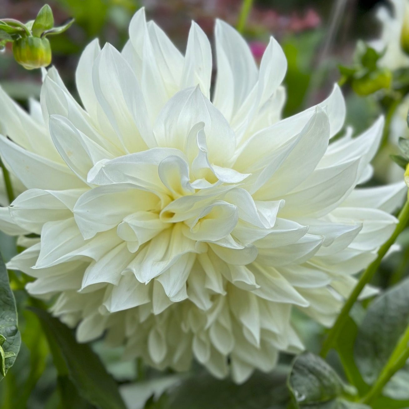 Dahlia 'White Perfection'