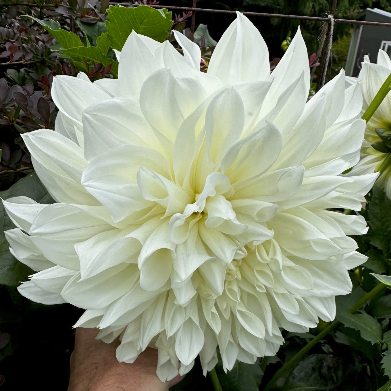 Dahlia 'White Perfection'