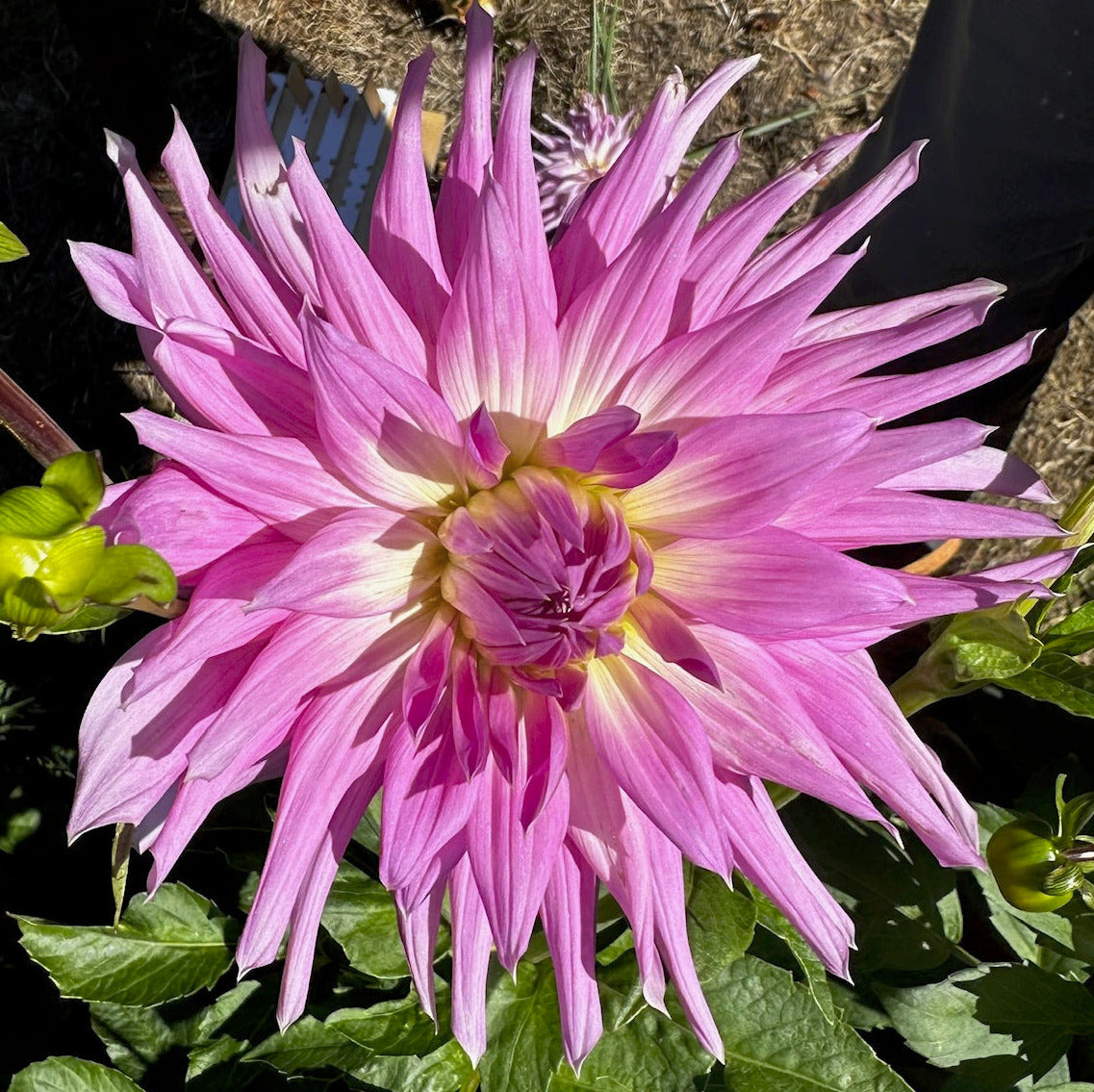 Mingus Wesley