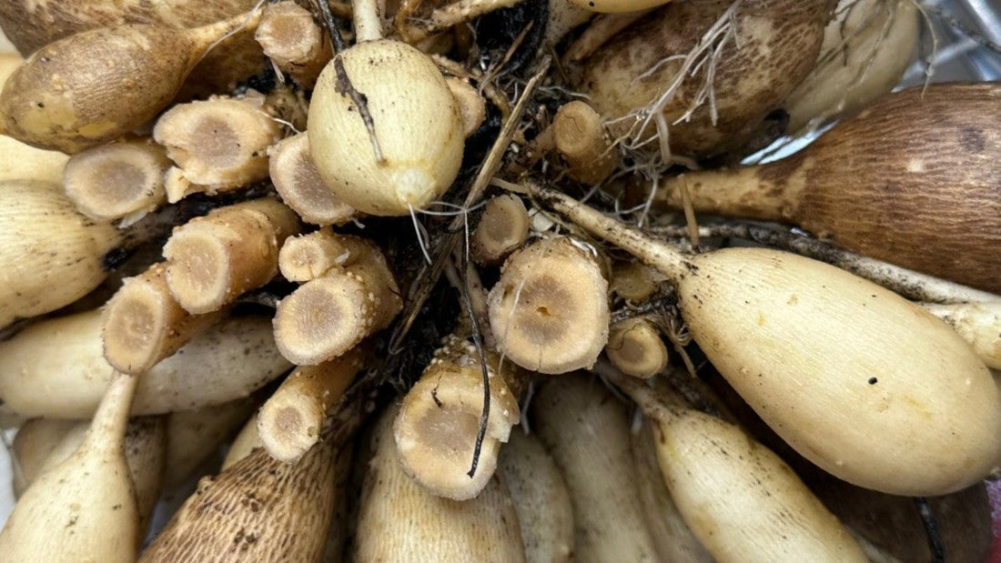 A close-up view of a dahlia tuber clump
