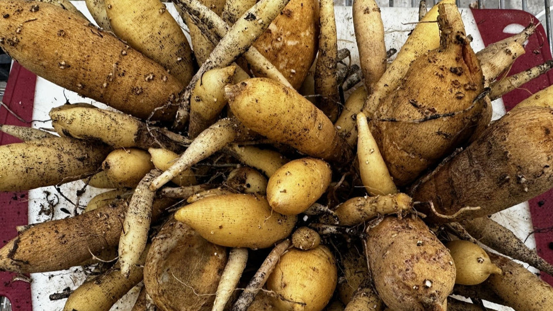 A close-up view of a dahlia tuber clump