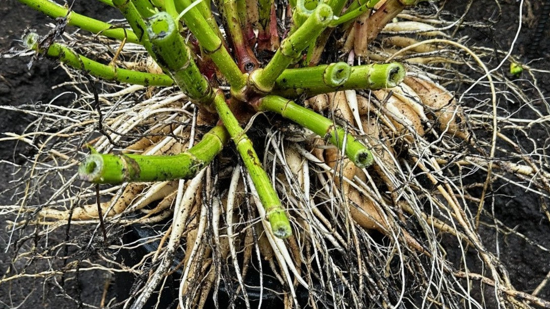 A dahlia tuber clump showing multiple stems and an extensive root system