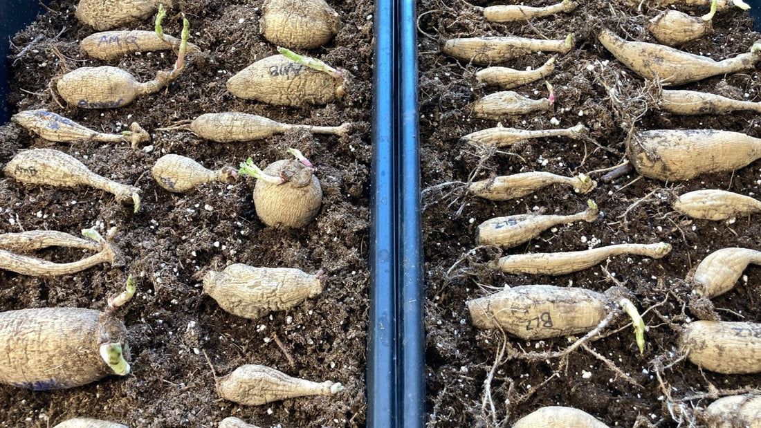 Trays of sprouting dahlia tubers