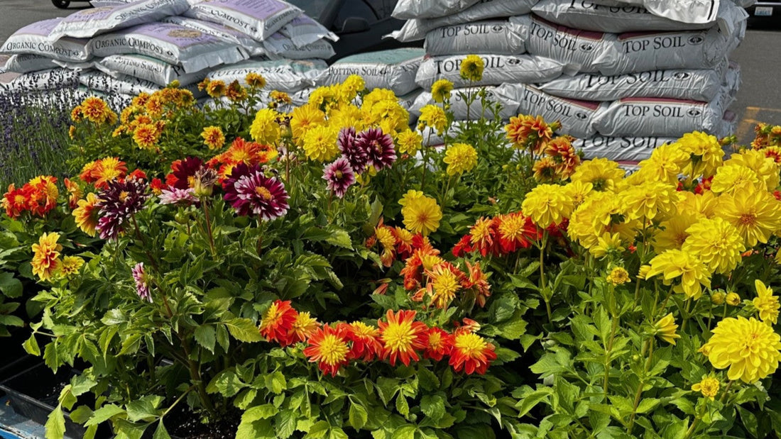 A retail display of potted dahlias in bloom