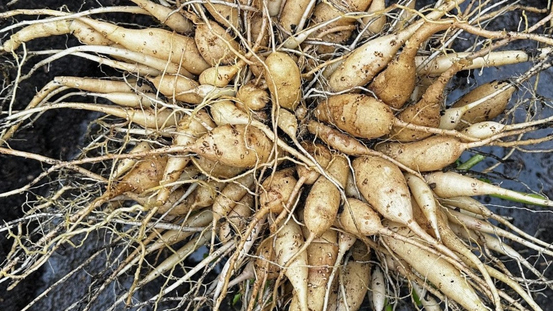 A close-up image of a large dahlia tuber clump