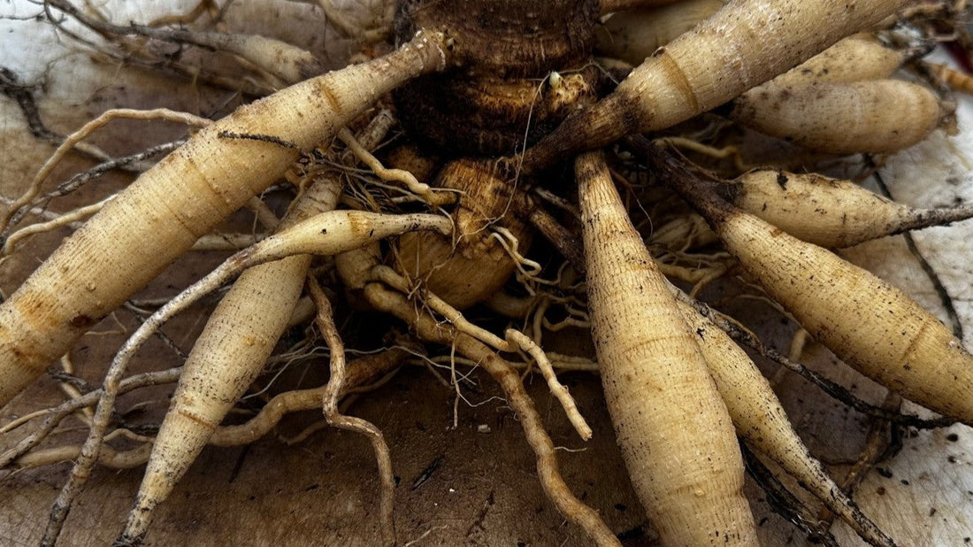 A partial close-up of a dahlia tuber clump