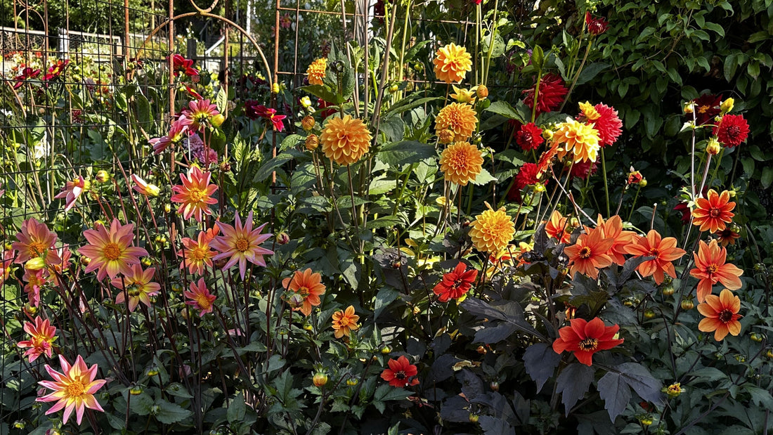 Dahlia garden in glorious bloom