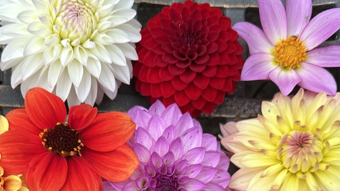 A close-up photo of a "flat lay" arrangement of colorful dahlia blooms.