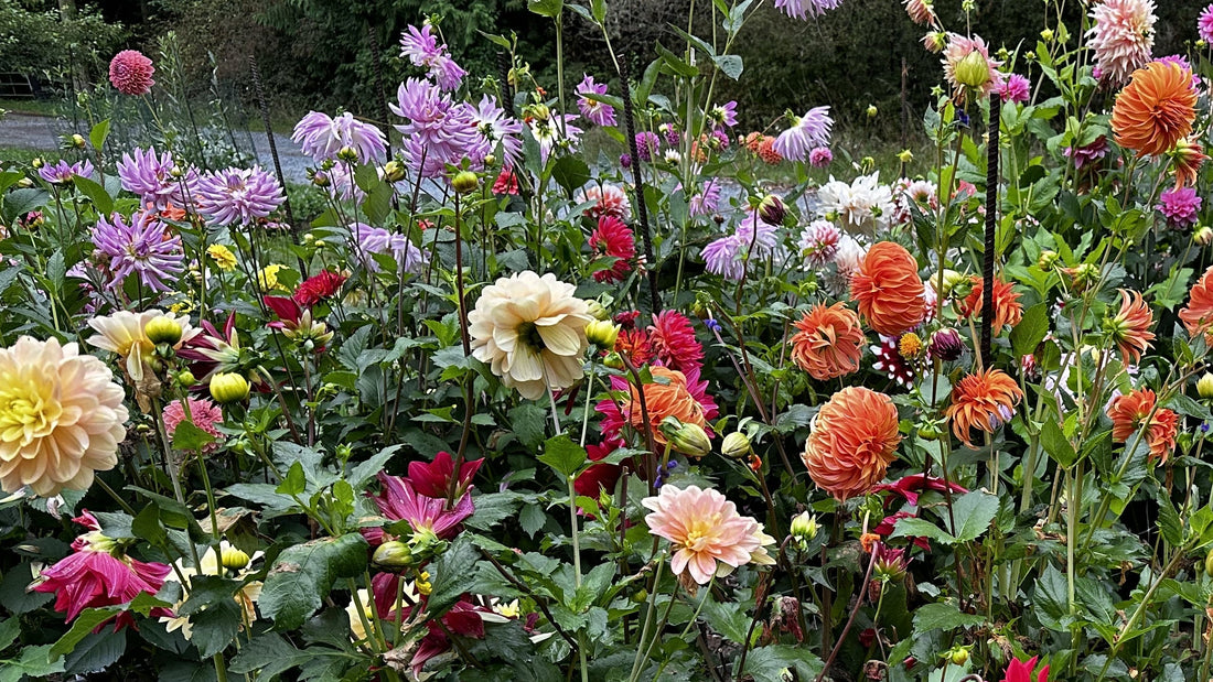 Colorful dahlias in bloom