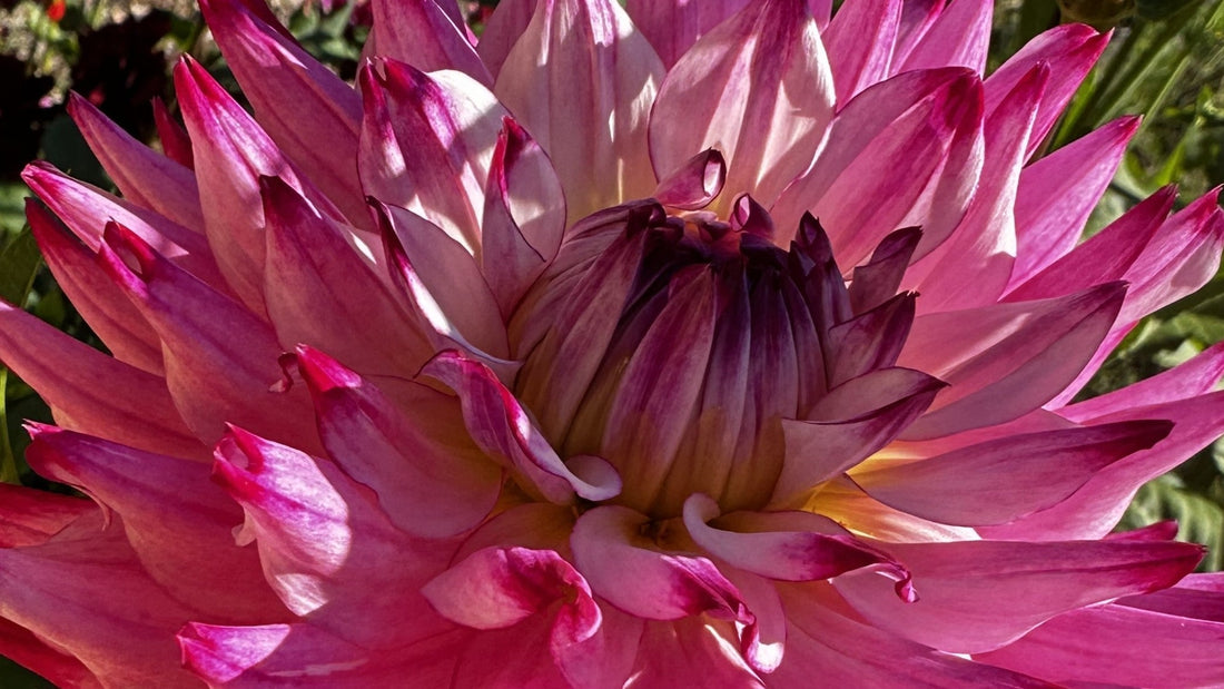 Dahlia 'Enchantress' in bloom