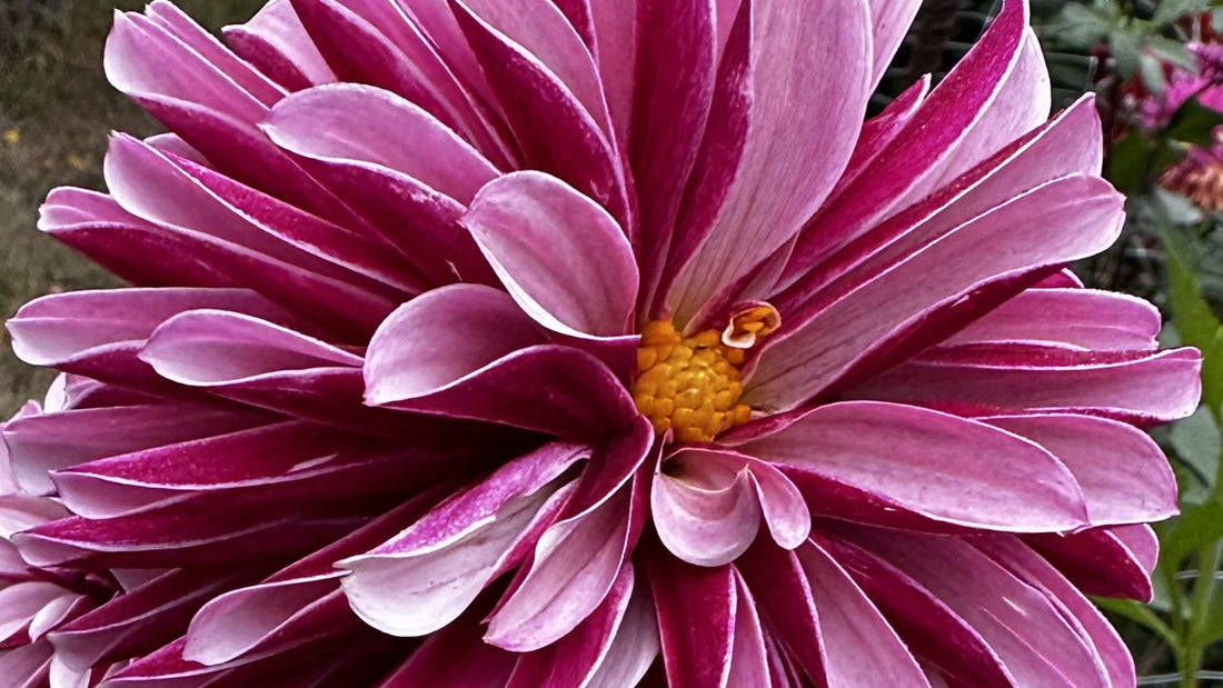 Close-up of a dahlia with a blown center