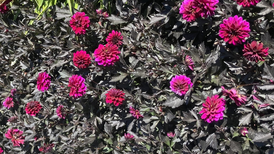 Purple dahlias blooming against dark foliage