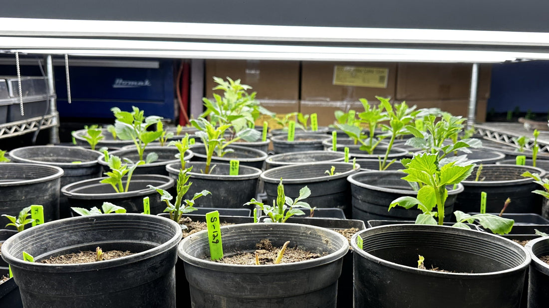 Potted dahlias under strong artifical light