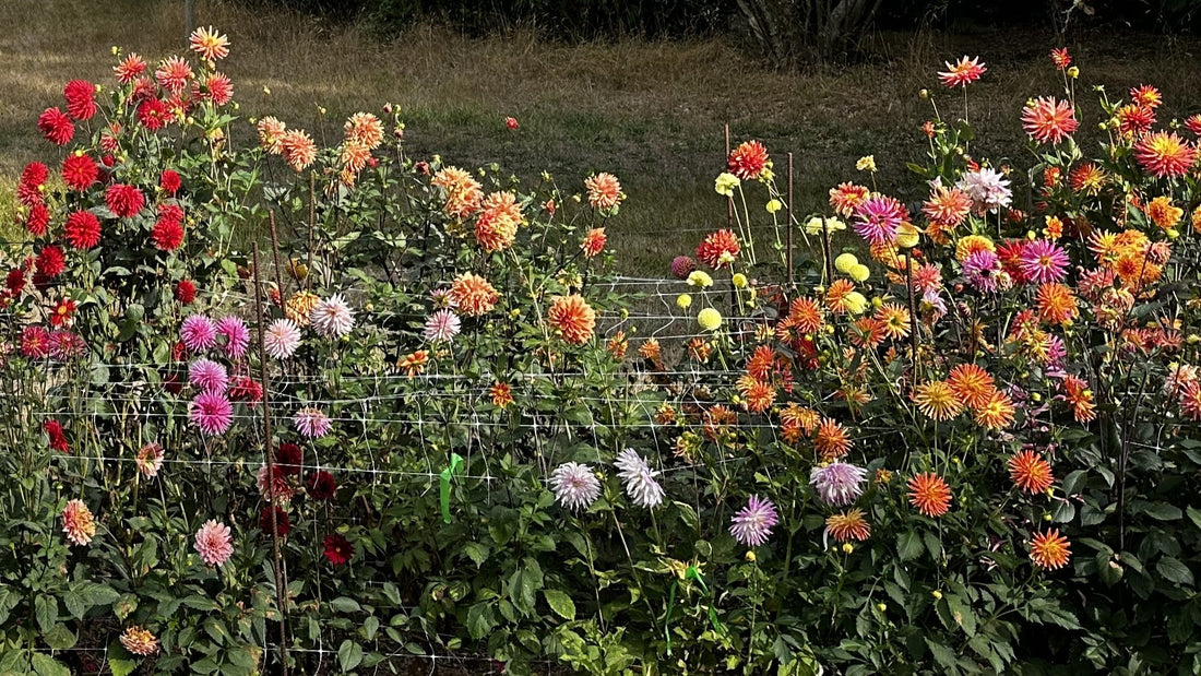 A field ofdahlias in glorious bloom