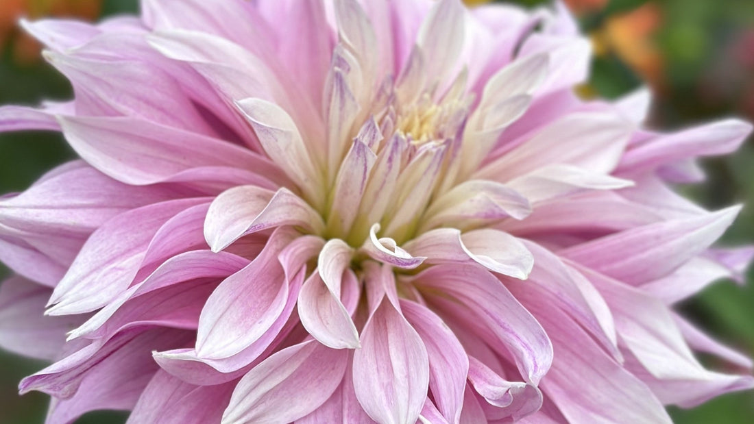 Dhla Color How Dahlia Flower Color Actually Works – Dahlia Doctor