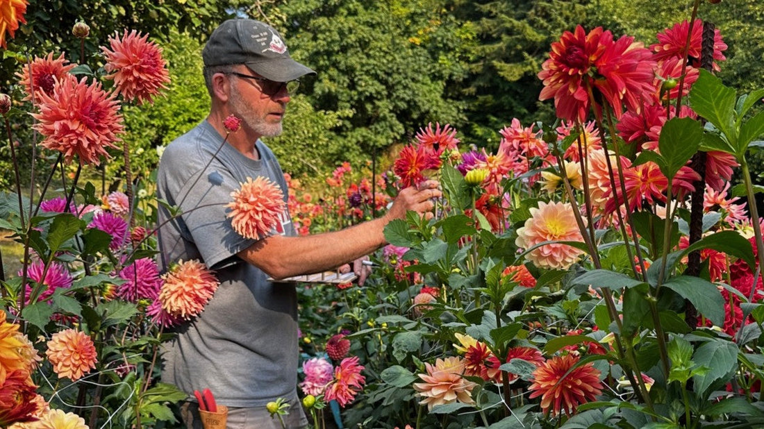 The author verifying blooms and varieties in his dahlia garden