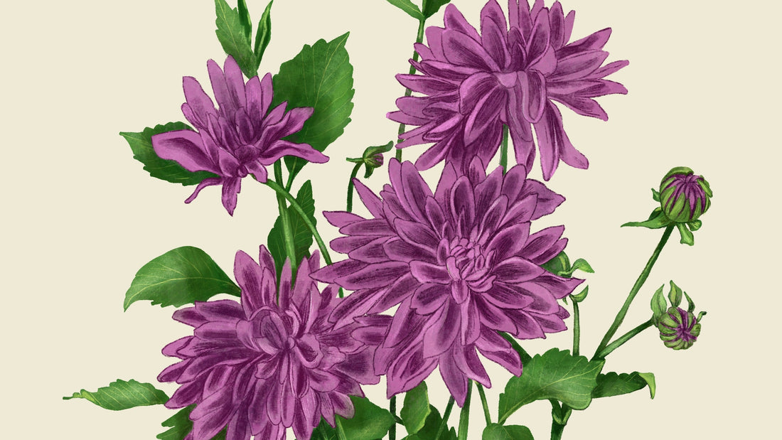 A waterolor illustration of a dahlia in bloom