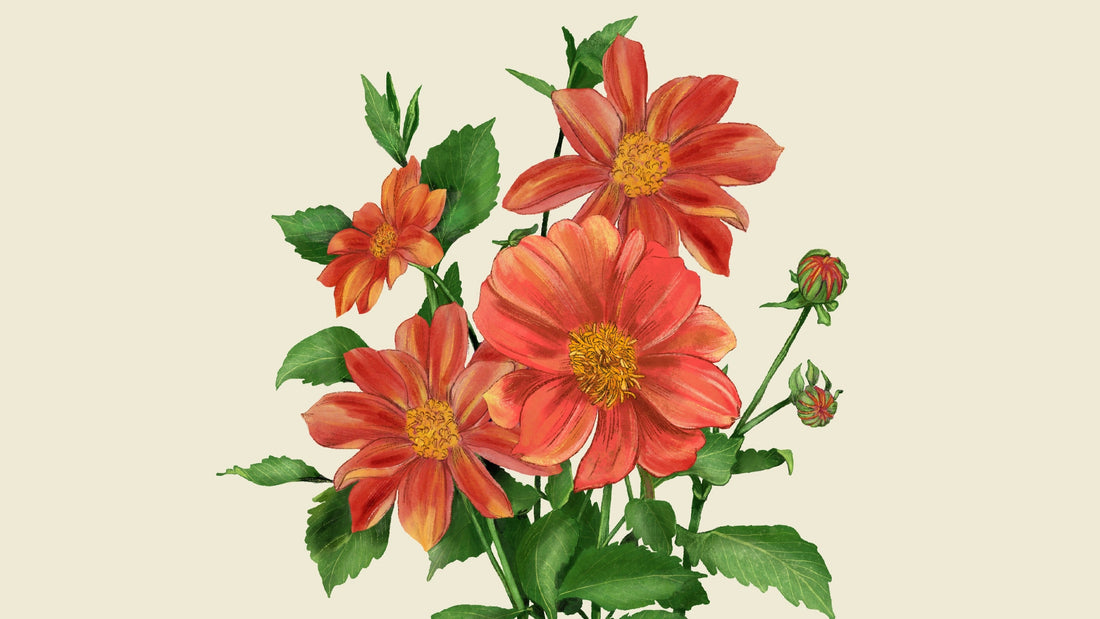 A watercolor illustration of a dahlia plant in bloom