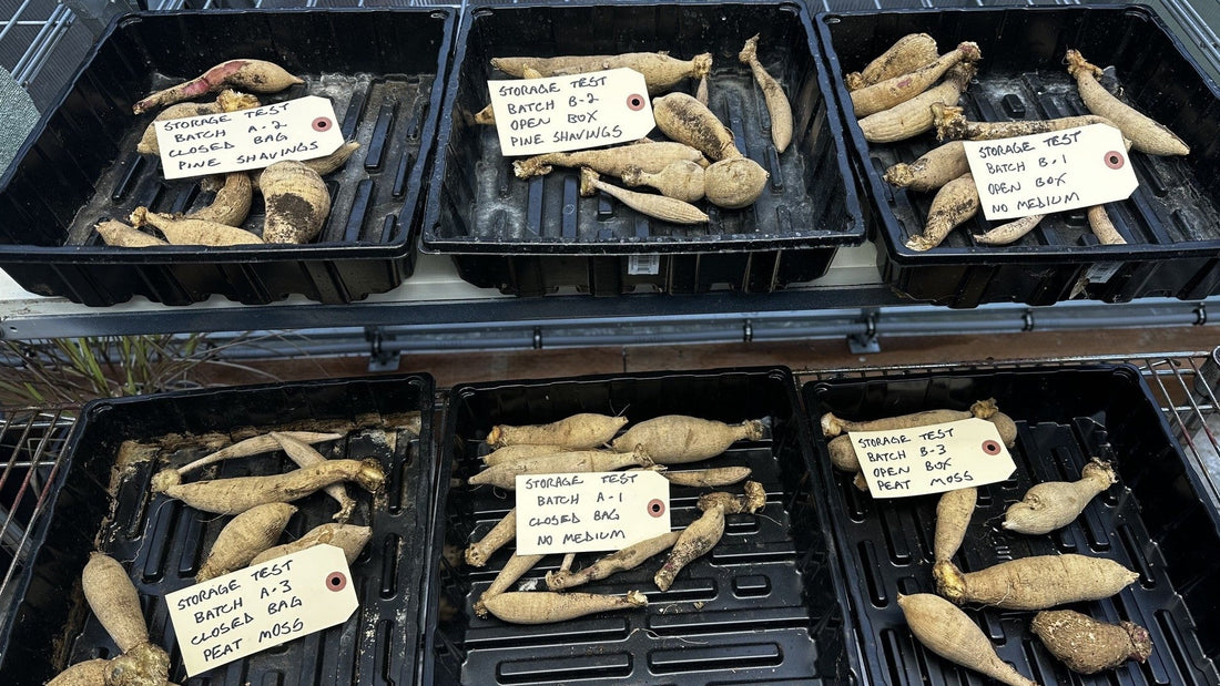 Six dahlia tuber storage test groups arranged together before the winter storage test, with handwritten labels identifying each treatment.