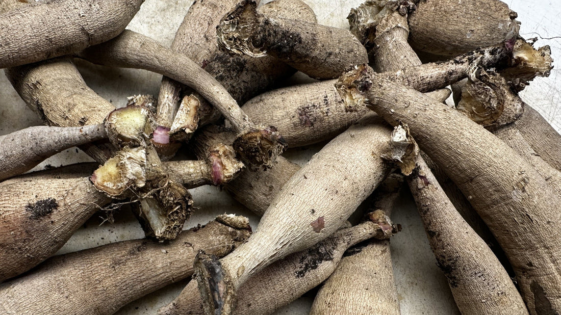 Dahlia tubers with strong growth points