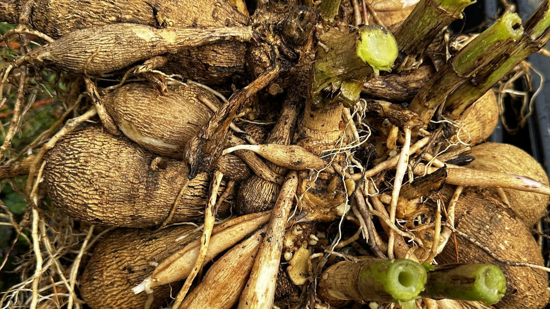 Close-up photograph of a dahlia tuber clump