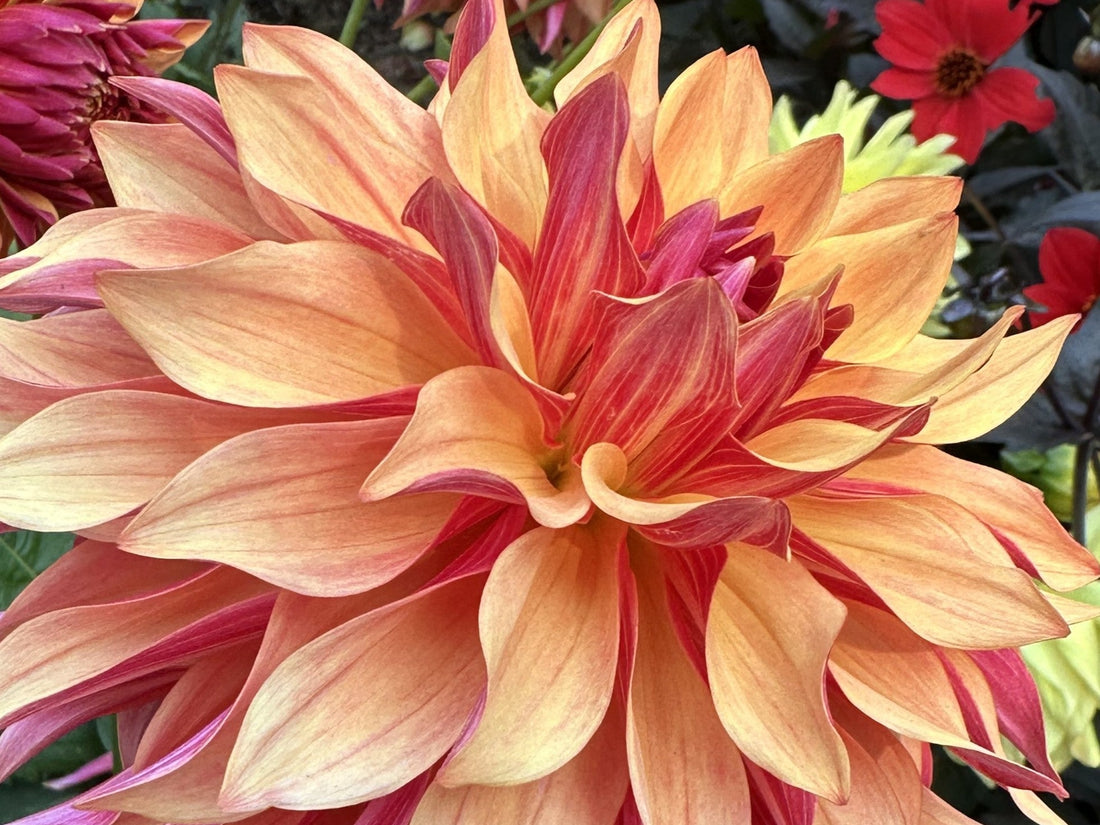 A modern color photo of a garden dahlia in bloom.