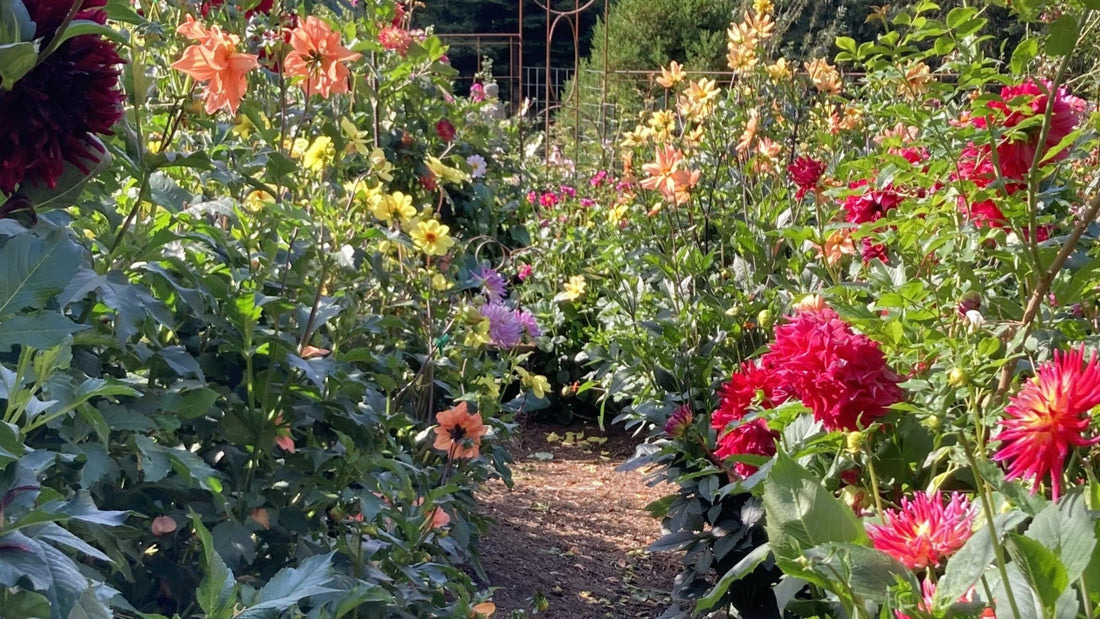A dahlia garden in the woods