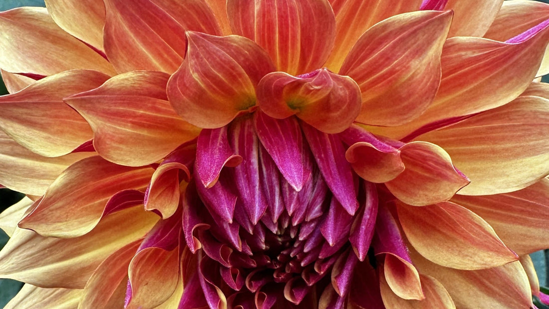 An unnamed first-year dahlia seedling "S25-147" bred by the author