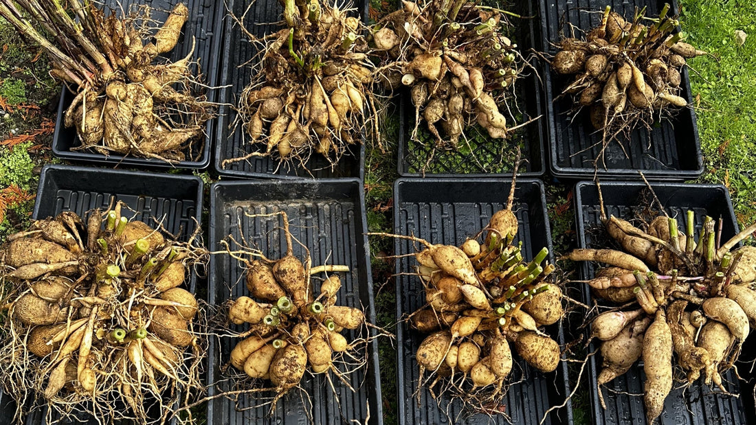 Trays holding large clumps of dahlia tubers
