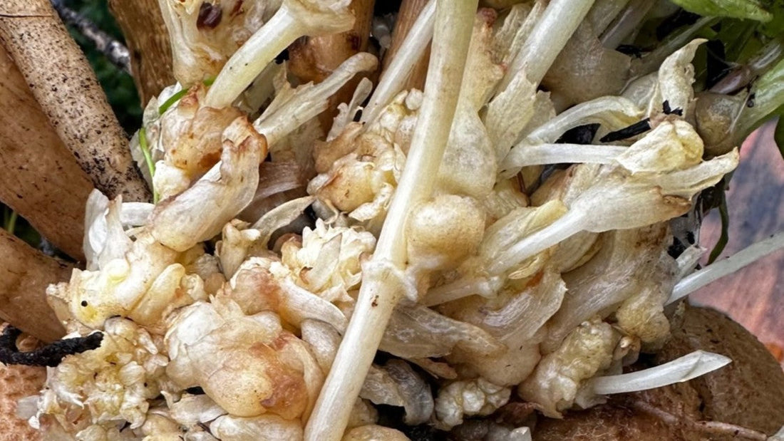 A close-up of dahlia tubers infected with Leafy Gall