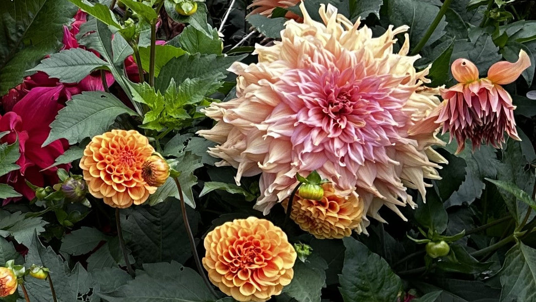 Dahlia "Penhill Watermelon" in bloom