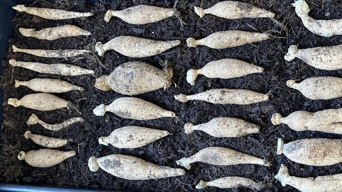 A tray of dahlia tubers