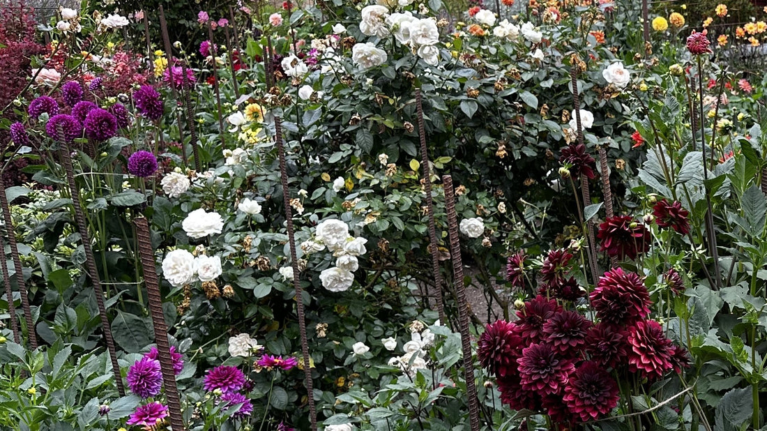 Dahlias blooming in the author's garden