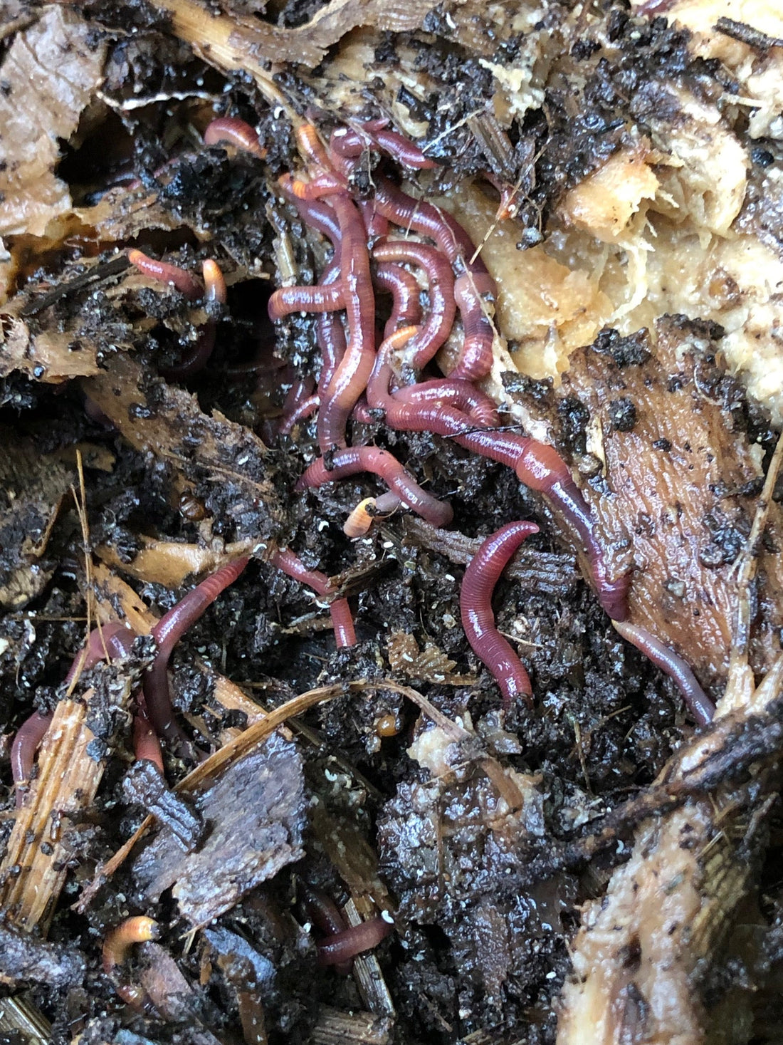 Composting worms with dahlia tubers