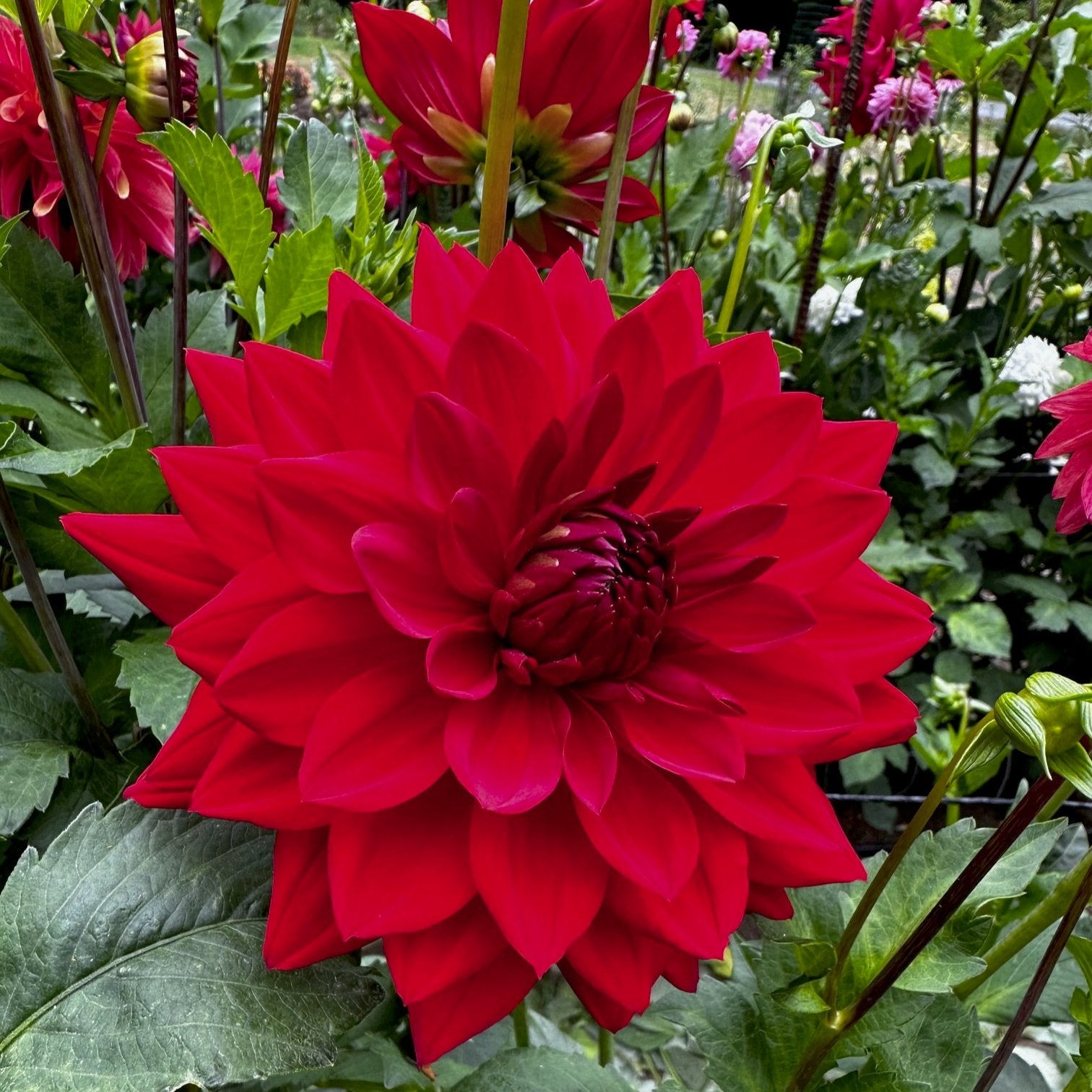 Dahlia 'Angels of 7A'