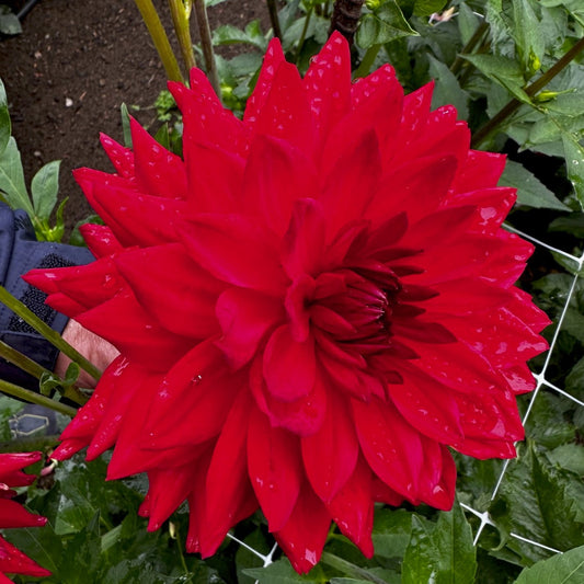 Dahlia 'Angels of 7A'