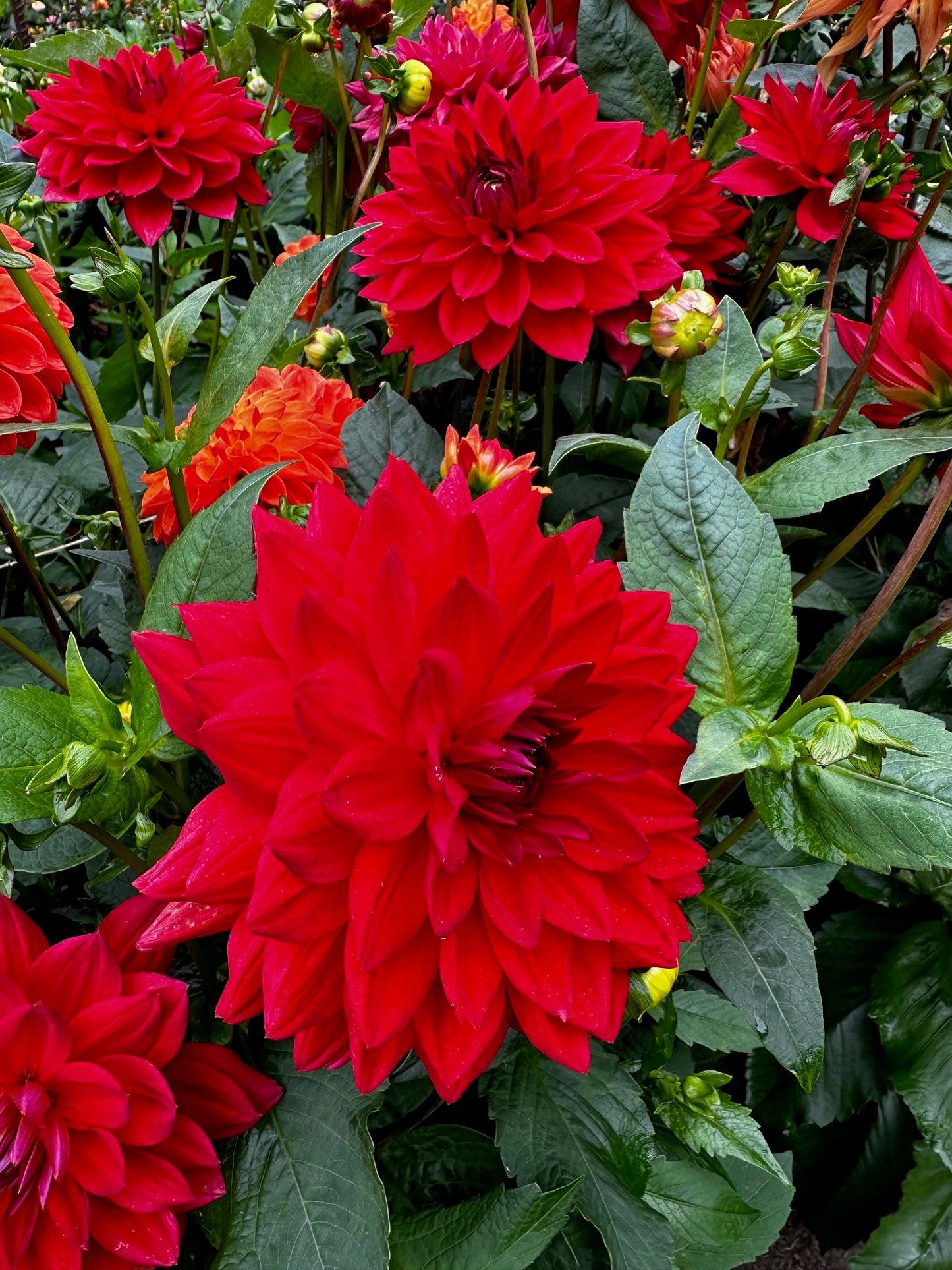 Dahlia 'Angels of 7A'
