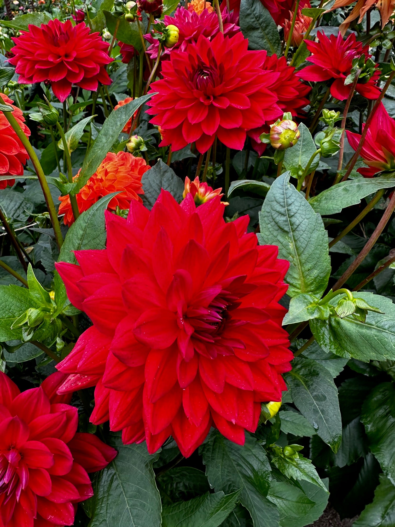 Dahlia 'Angels of 7A'