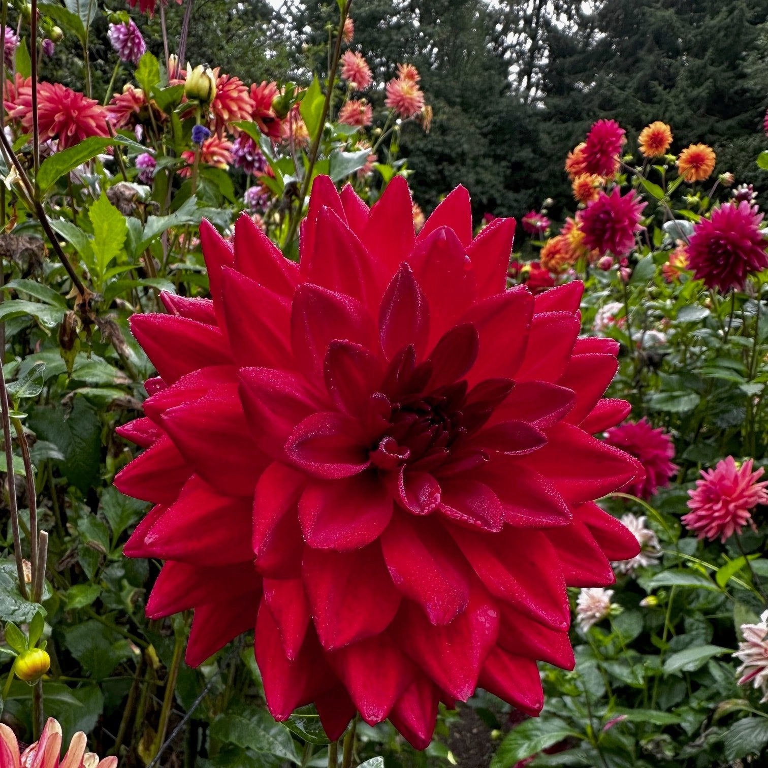 Dahlia 'Angels of 7A'