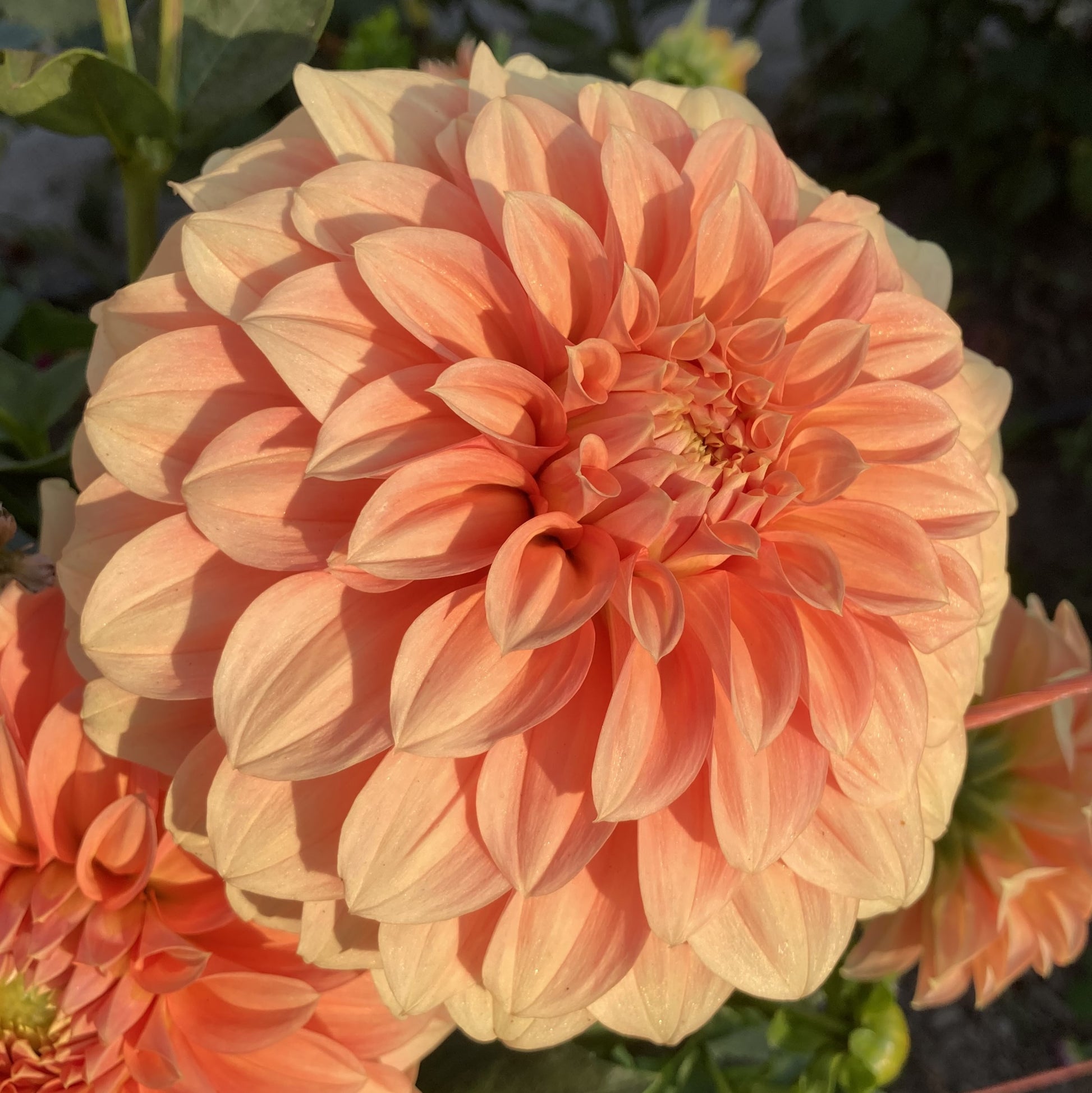 Dahlia 'Bracken Palomino'
