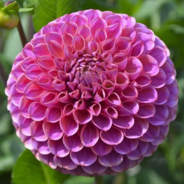 Dahlia 'Caitlin's Joy'