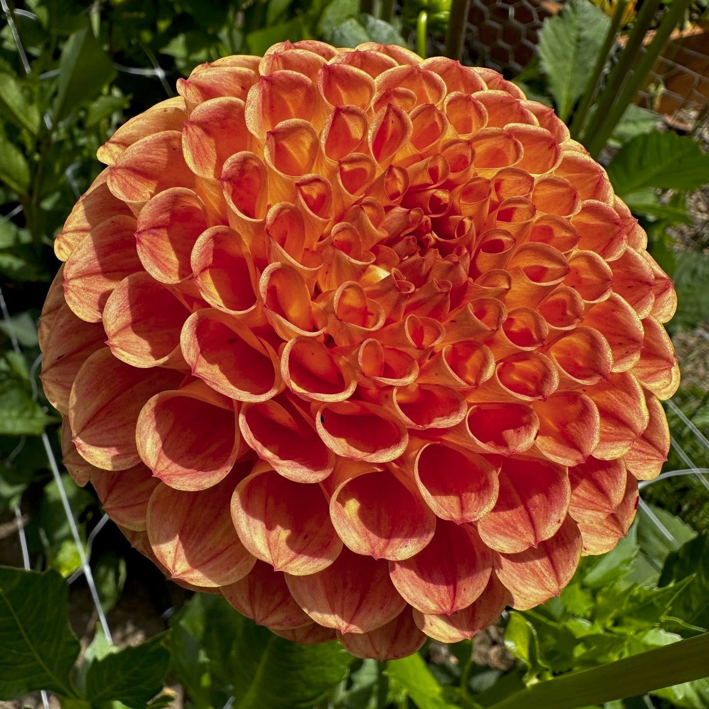 Dahlia 'Cornel Bronze'