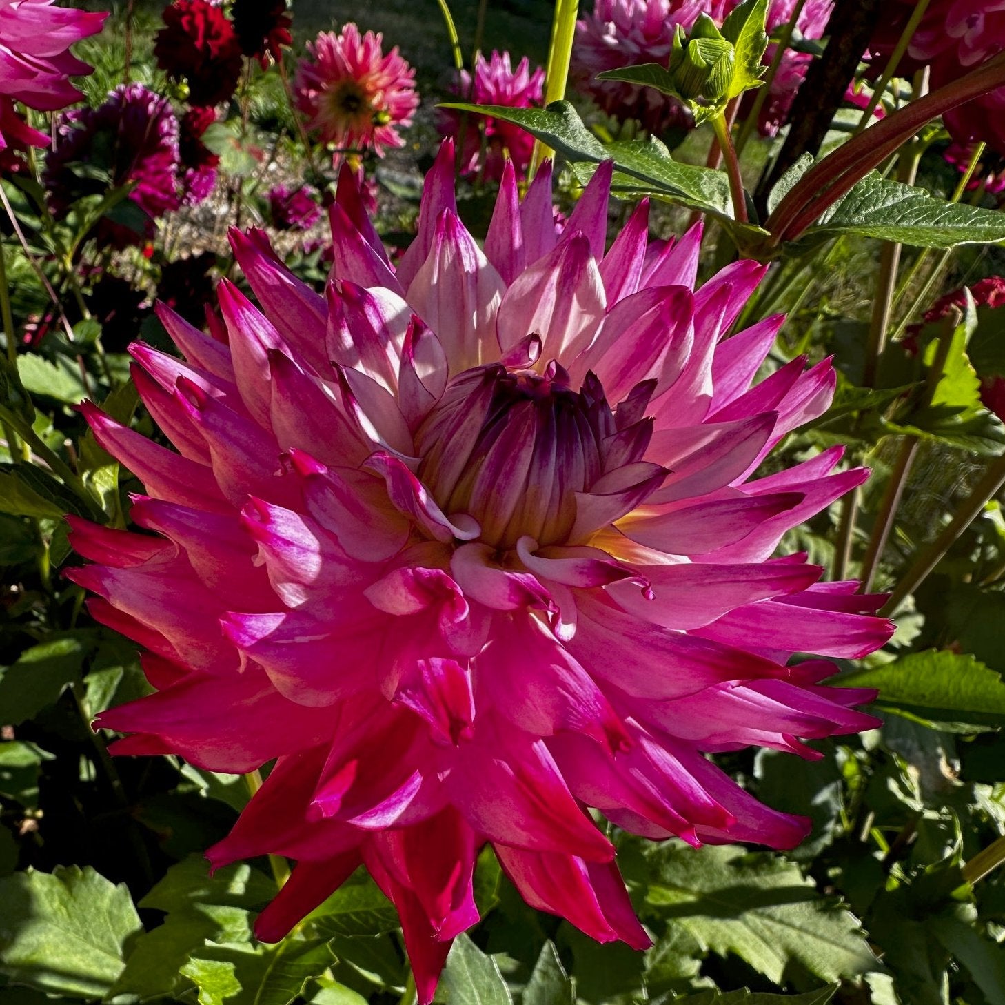 Dahlia 'Enchantress'