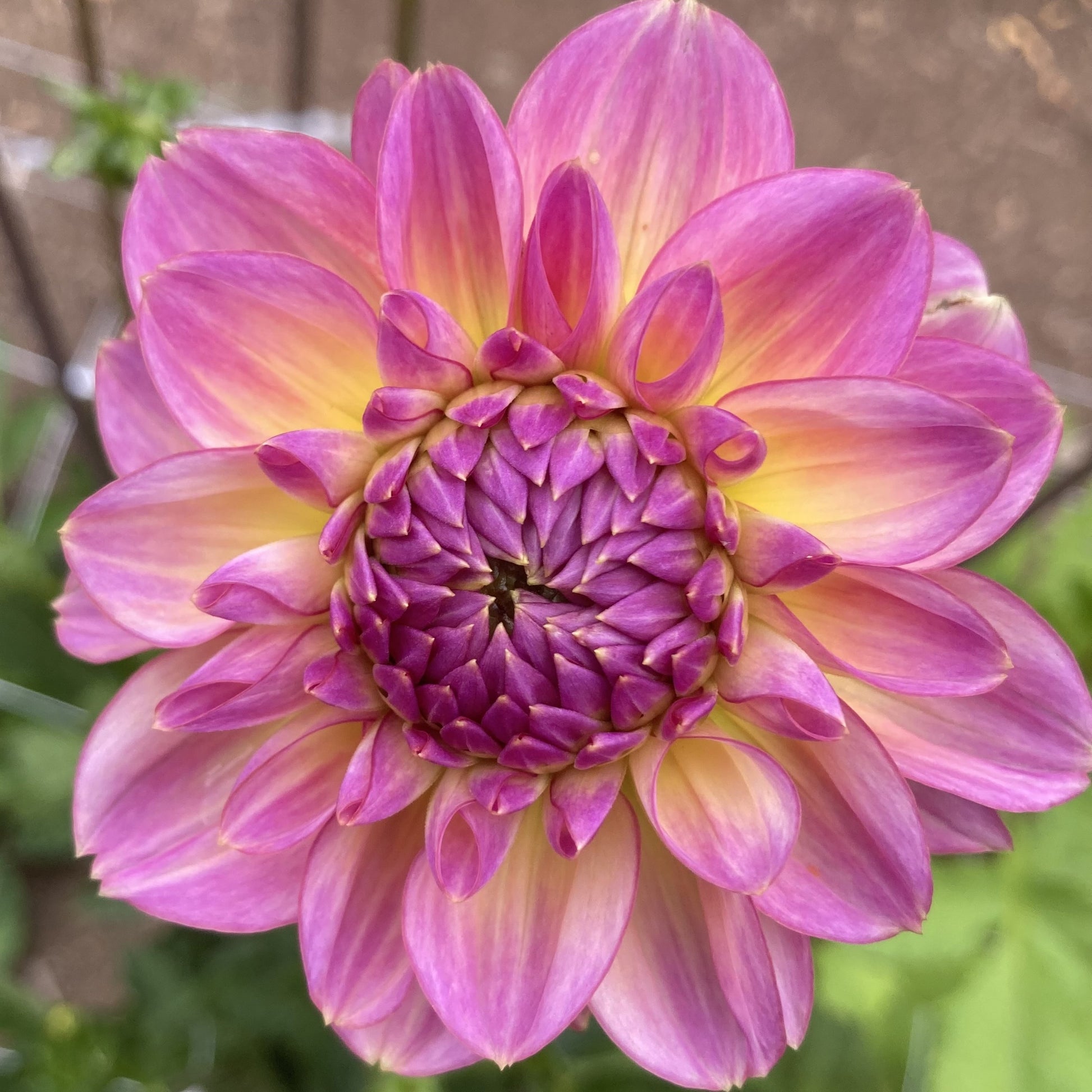 Dahlia 'Foxy Baby'