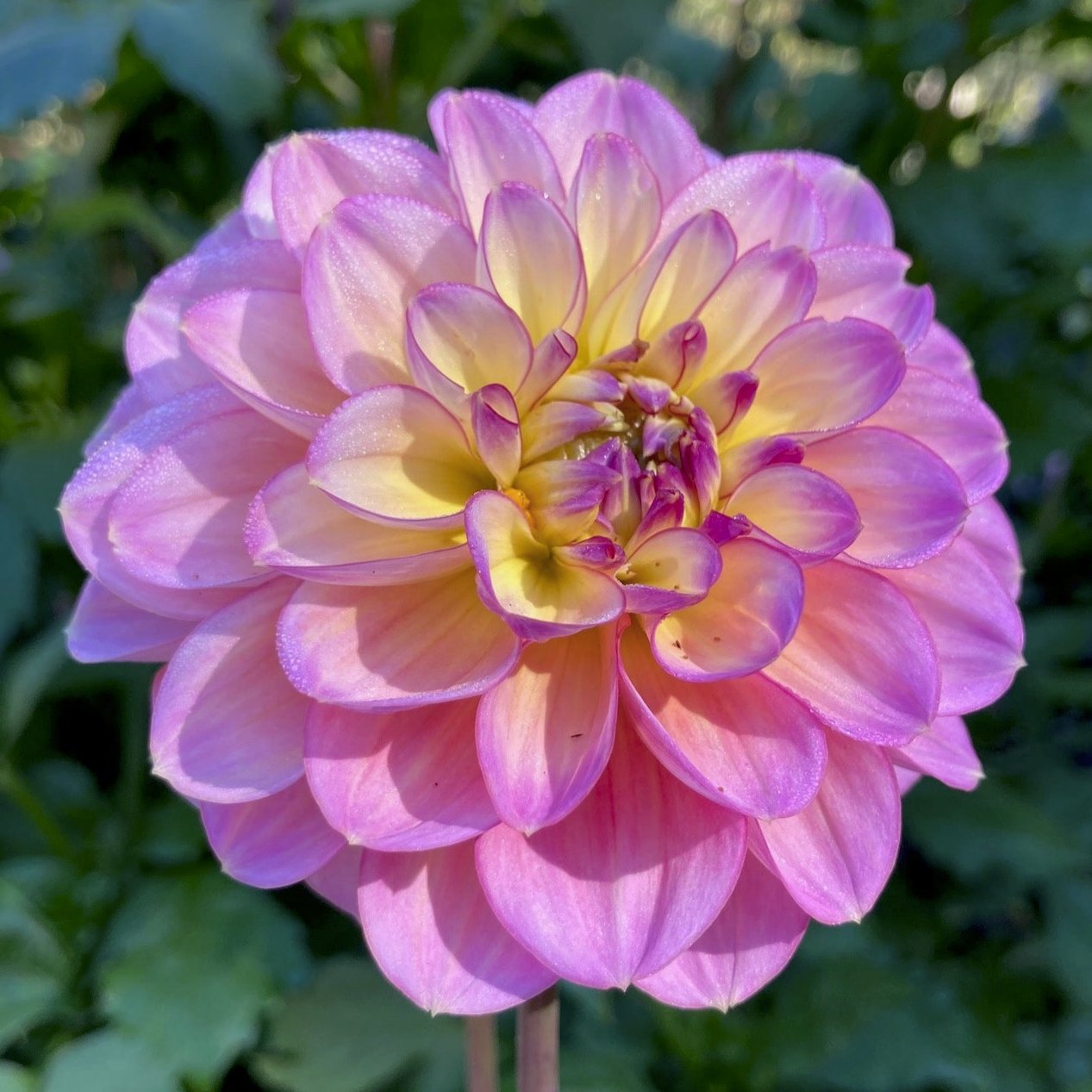 Dahlia 'Gerrie Hoek'