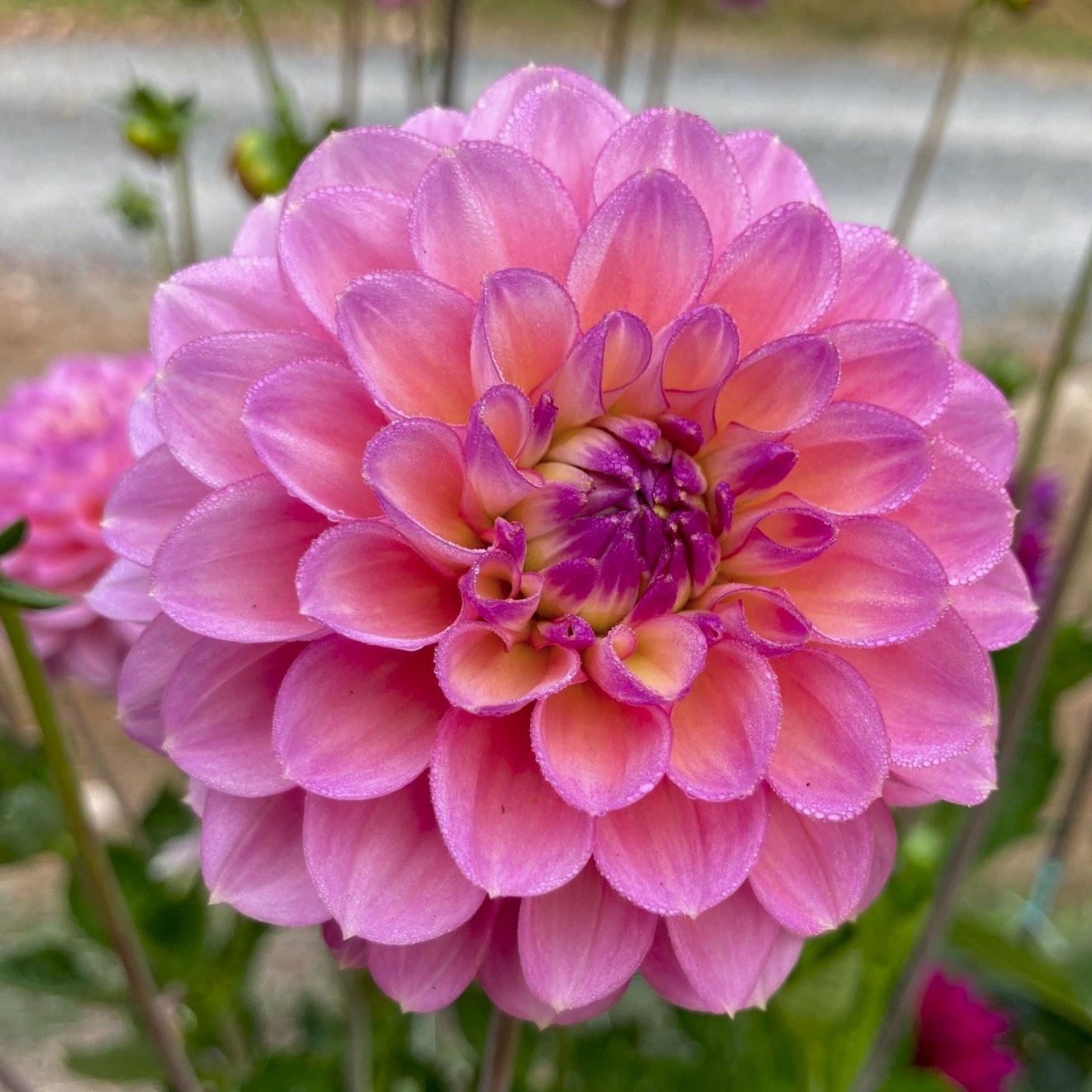 Dahlia 'Gerrie Hoek'