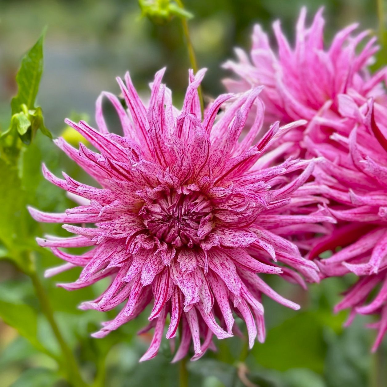 Dahlia 'Hollyhill Candy Stripe'